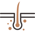 모근 일러스트